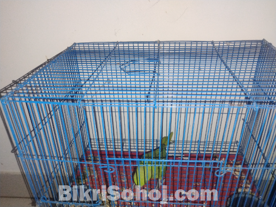 Ringneck Parrot Female